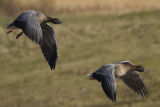 Pink-footed Geese 